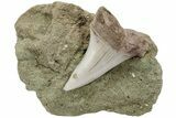 Fossil Mako Shark Tooth On Sandstone - Bakersfield, CA #223708-1